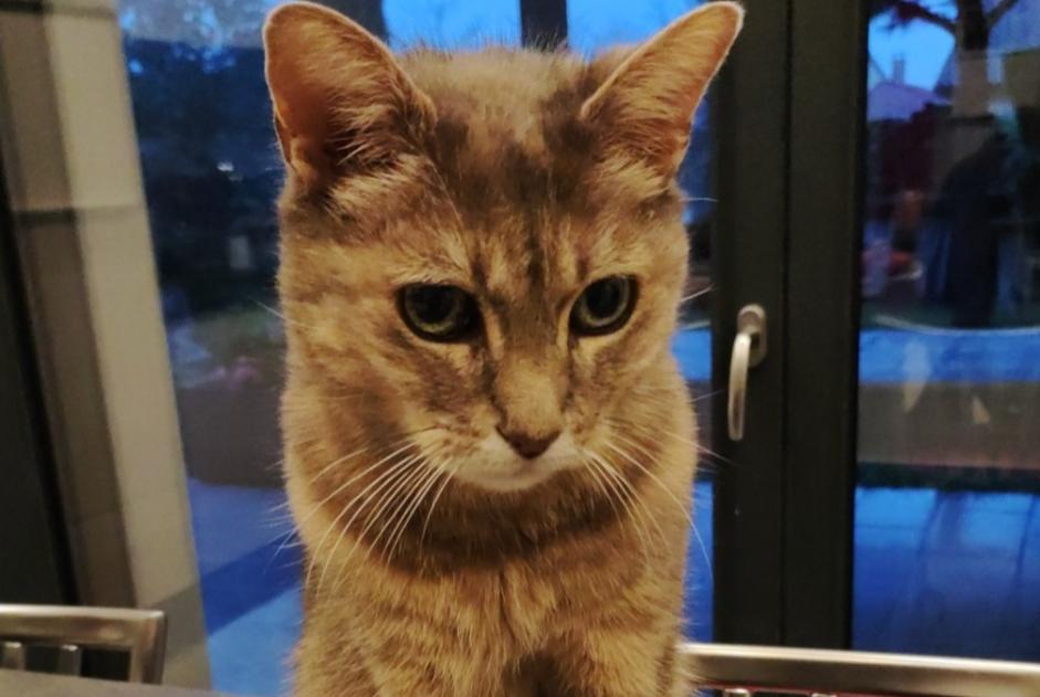 Alerte Disparition Chat  Mâle , 13 ans Beaumont France