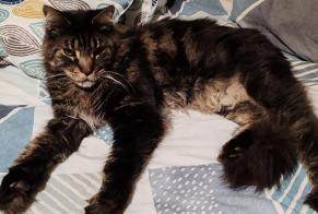 Alerte Disparition Chat  Mâle , 7 ans Les Martres-de-Veyre France