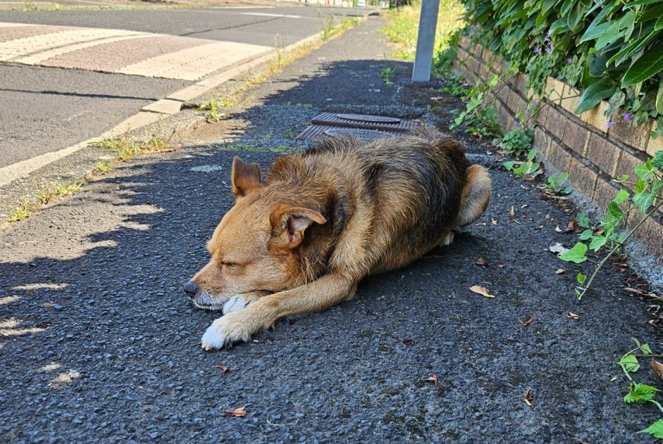 Alerte Découverte Chien croisement Mâle Riom France