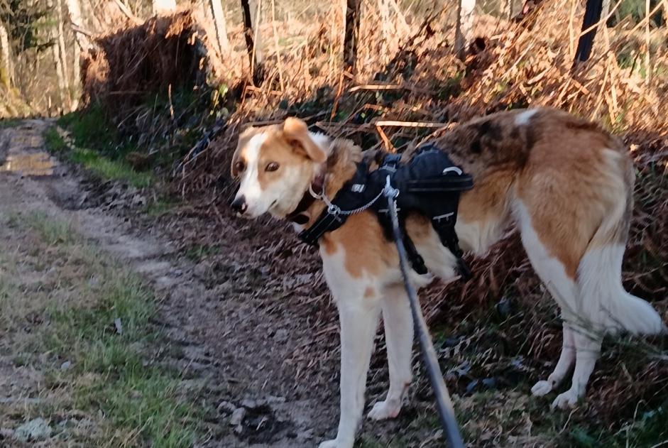 Verdwijningsalarm Hond rassenvermenging Mannetje , 3 jaar Saint-Pierre-la-Bourlhonne Frankrijk